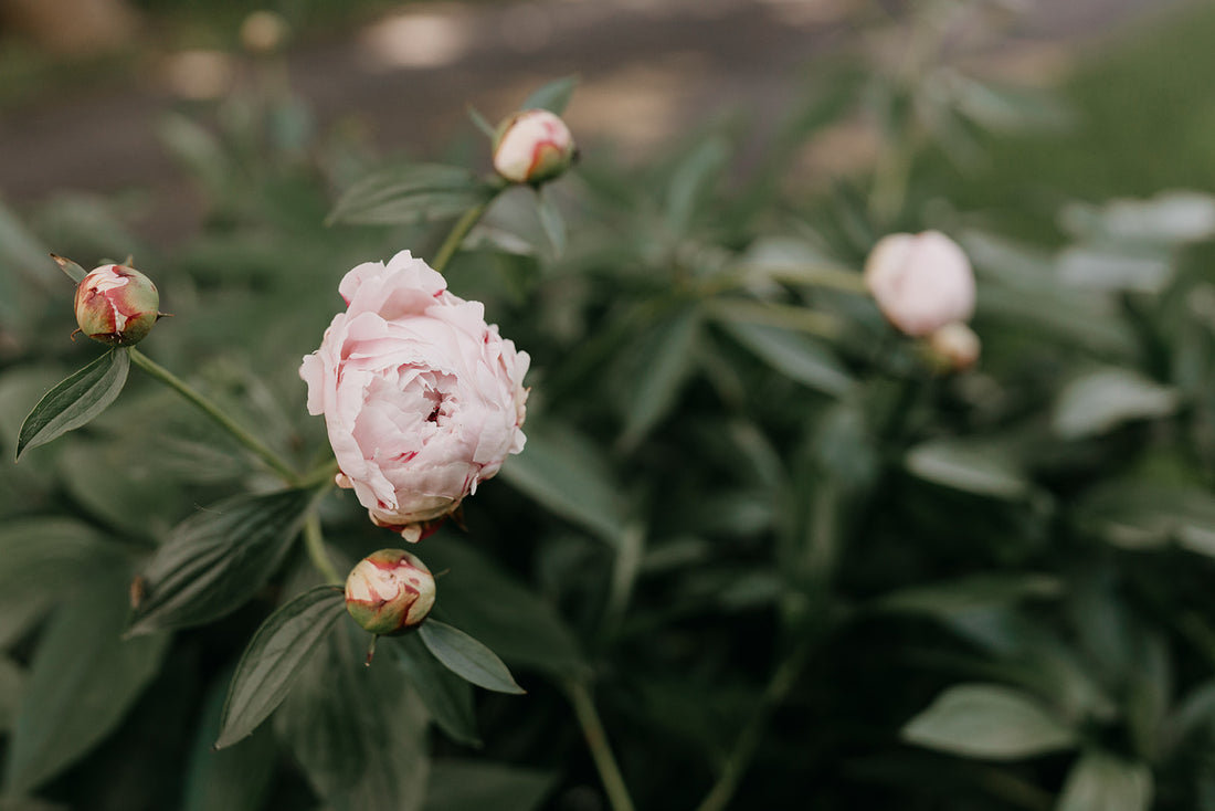 Vacationing with a Purpose