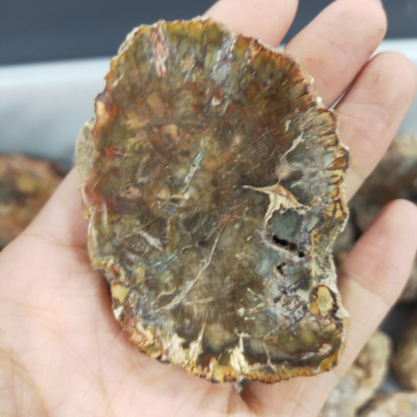 4-6cm natural crystal Petrified wood piece ore specimens for decorative collection