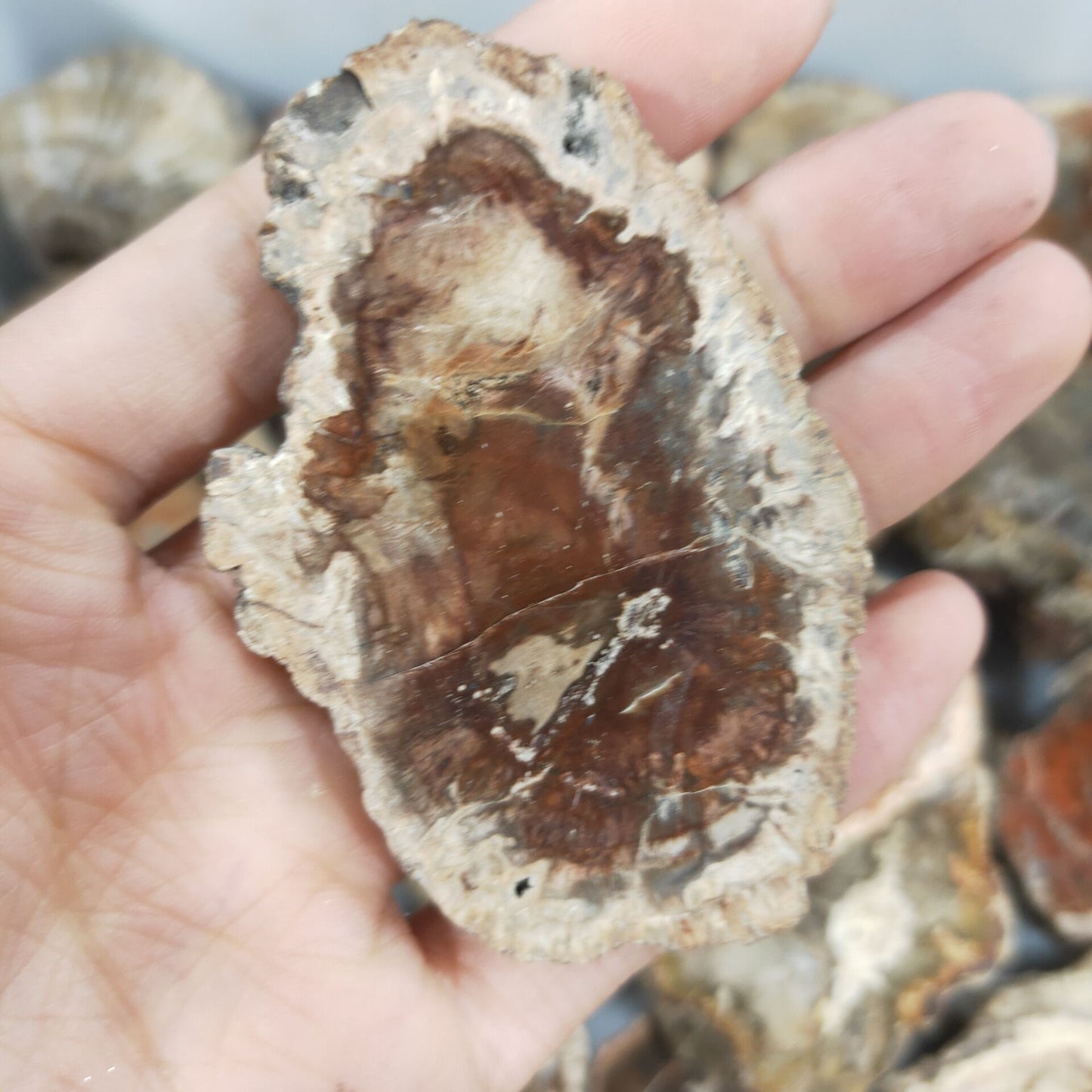 4-6cm natural crystal Petrified wood piece ore specimens for decorative collection