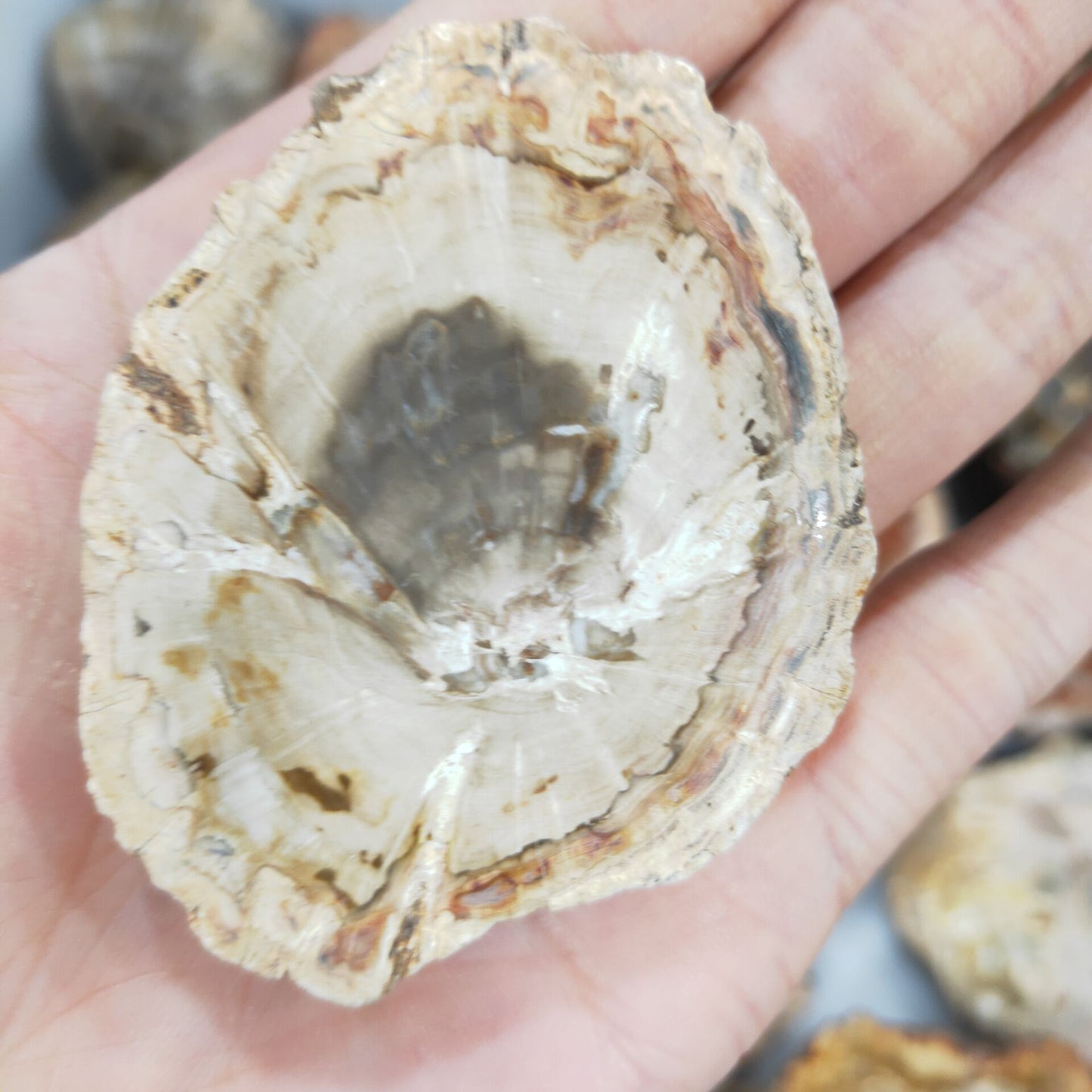 4-6cm natural crystal Petrified wood piece ore specimens for decorative collection
