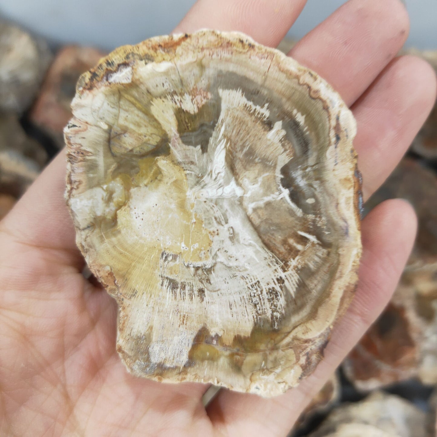 4-6cm natural crystal Petrified wood piece ore specimens for decorative collection